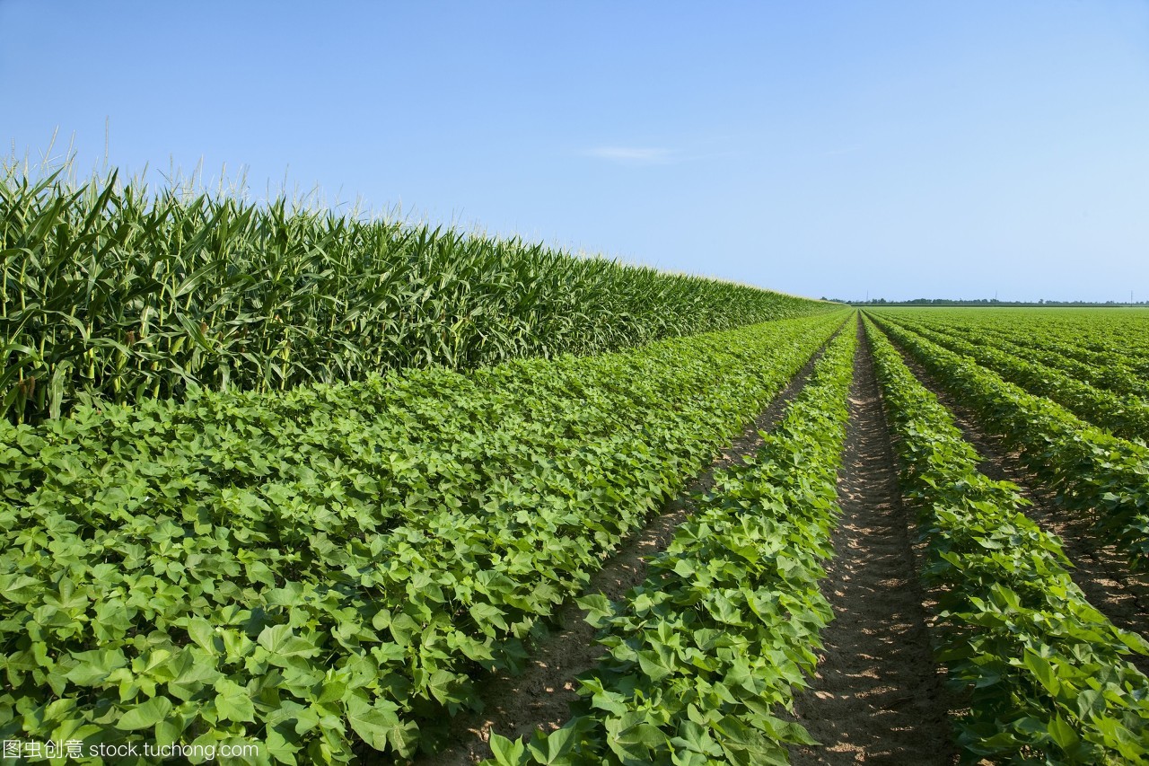 农业——谷物玉米左和棉花右的中间生长作物。玉米和棉花是很好的轮种作物,因为玉米抑制了入侵棉花和玉米残渣的线虫将有机质添加到土壤/靠近英格兰,阿肯色州和美国