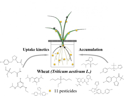 我国科学家揭示农药在小麦中的吸收、传导和累积规律